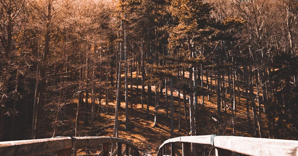 A wooden footbridge leading into a forest